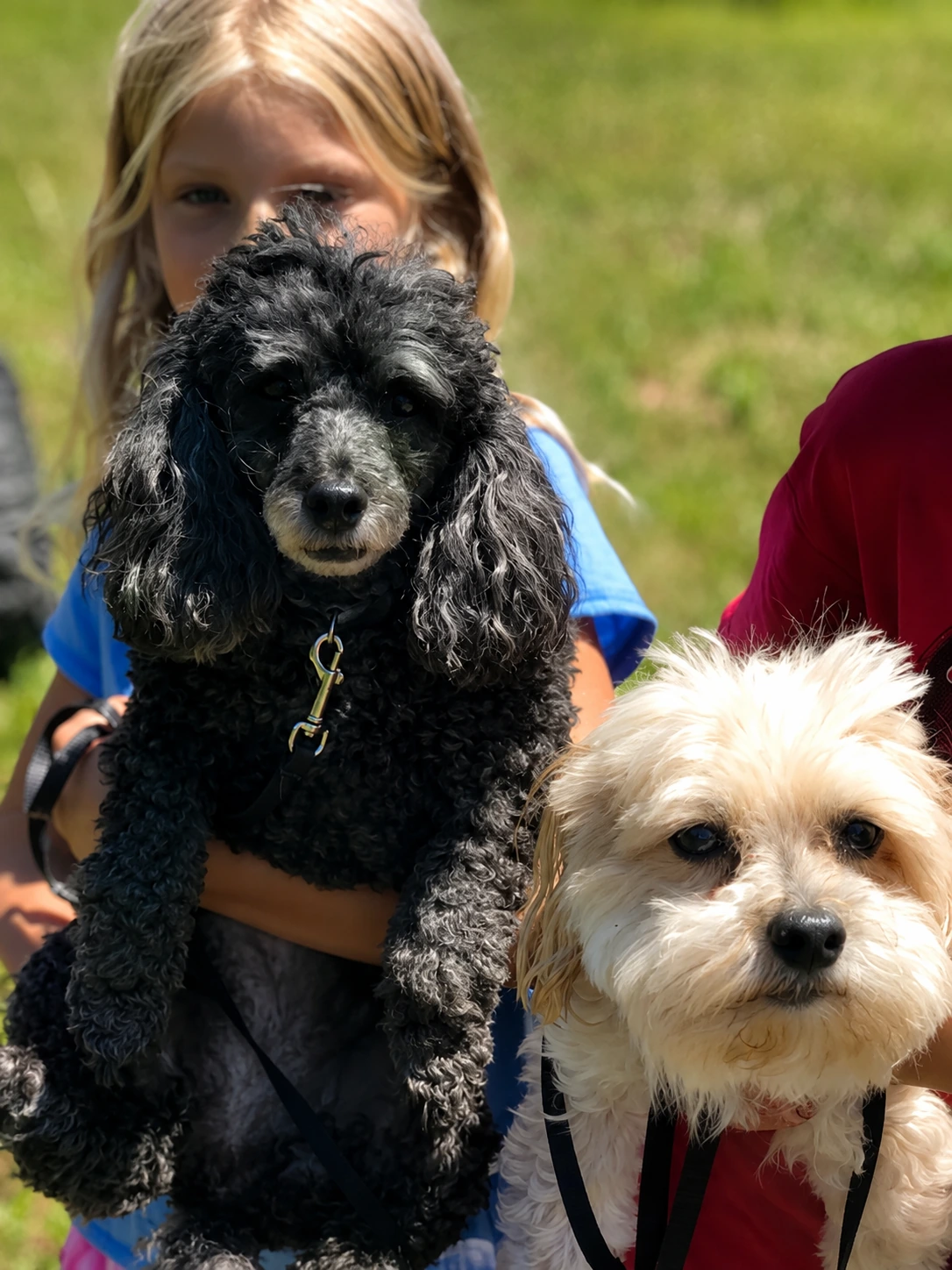 Dogs enjoying Georgian Bay Park